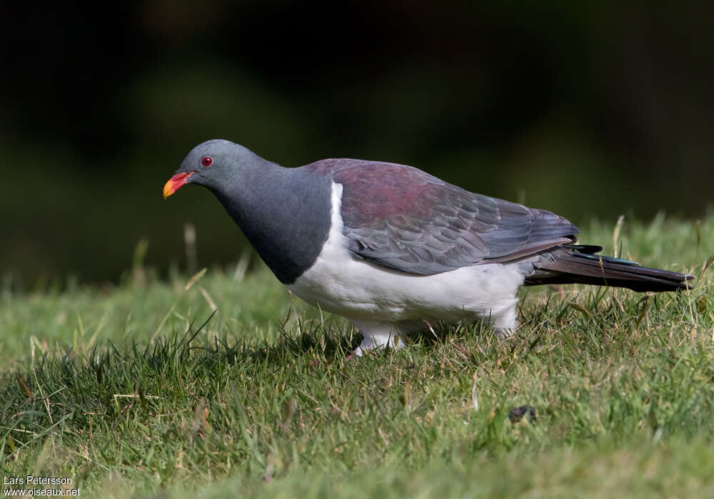 Chatham Islands Pigeonadult, identification