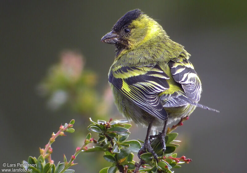 Black-chinned Siskin