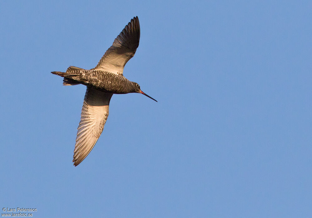 Spotted Redshank