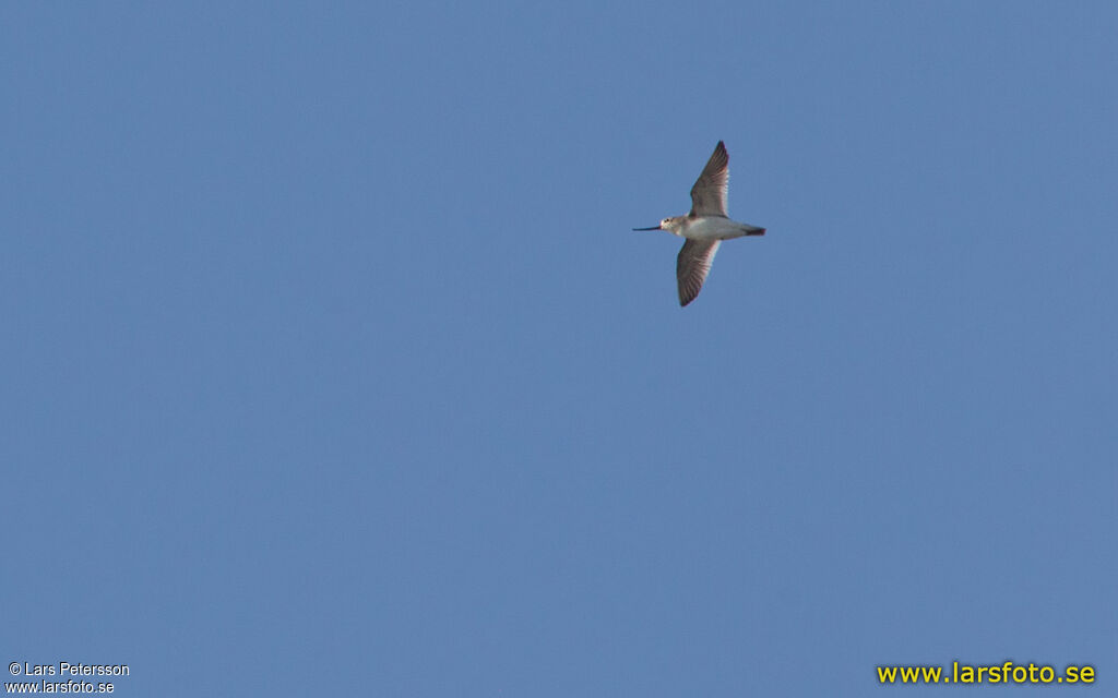 Terek Sandpiper