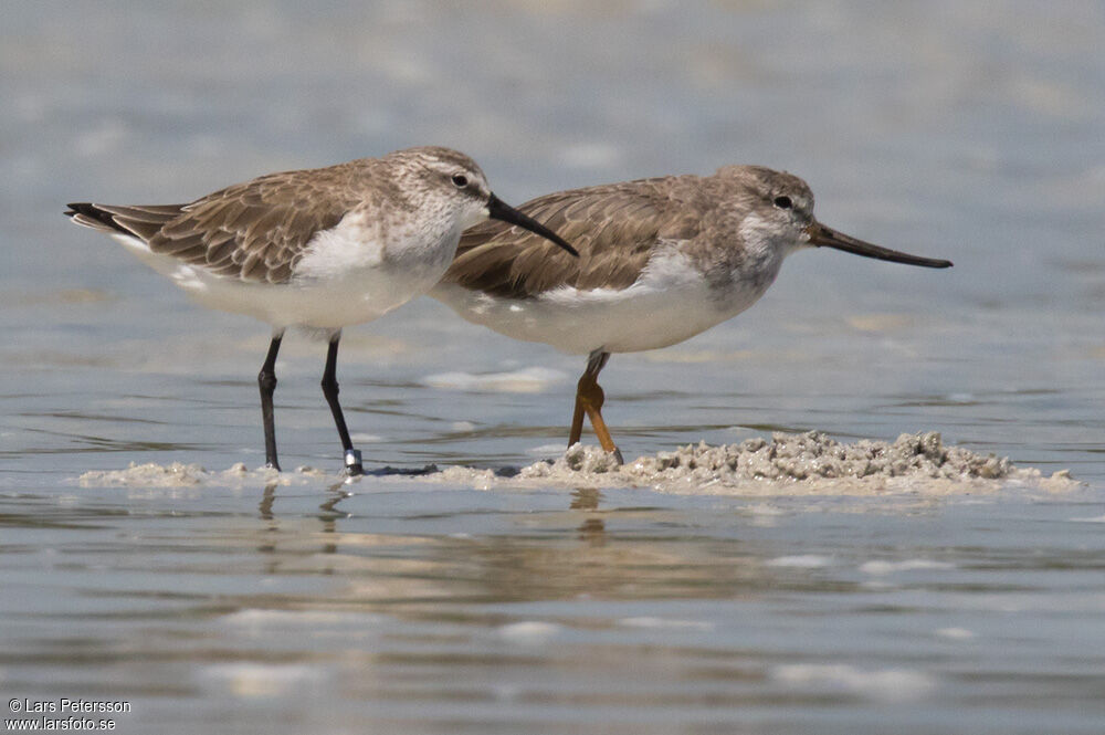 Terek Sandpiper