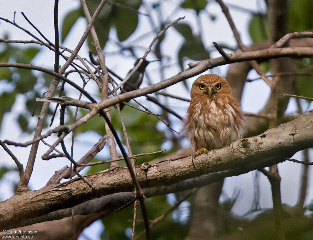 Ferruginous Pygmy Owl