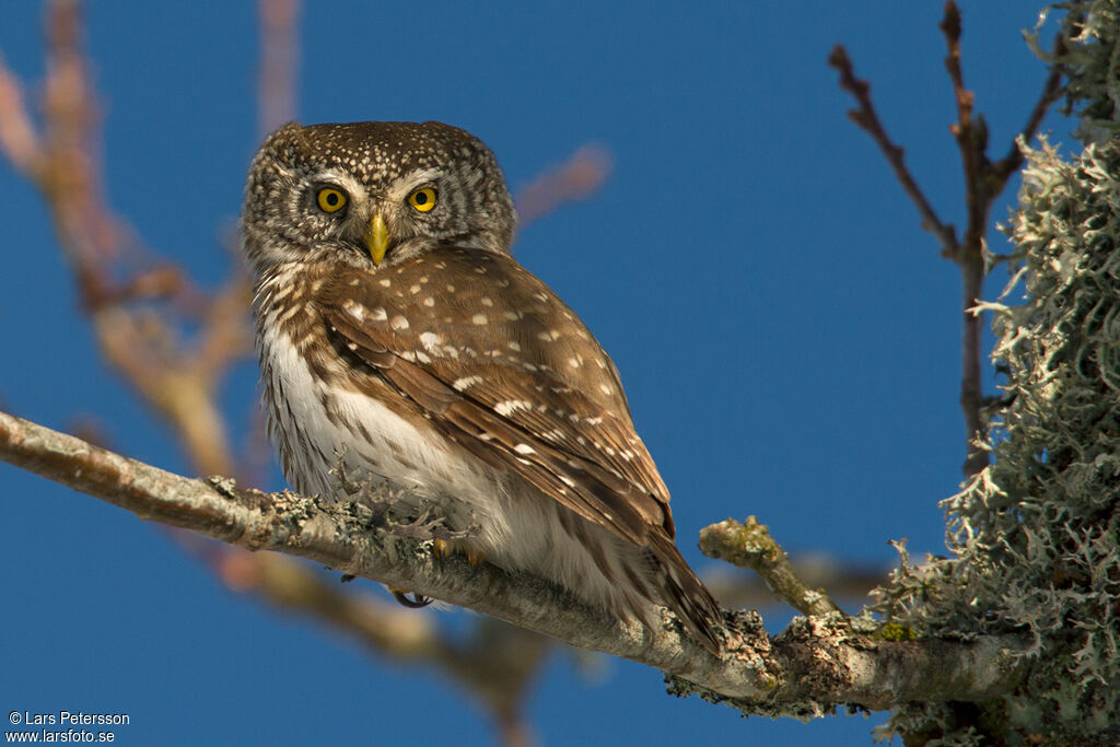 Eurasian Pygmy Owl
