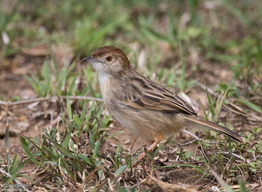 Rattling Cisticola