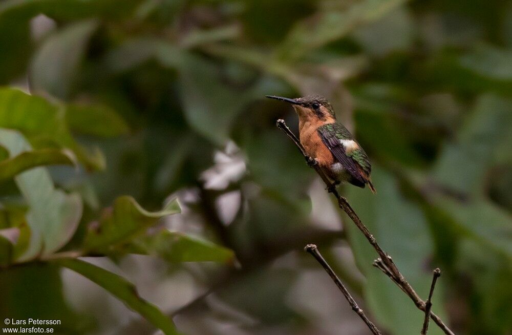 Little Woodstar