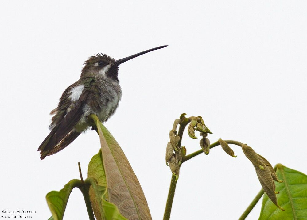 Long-billed Starthroat
