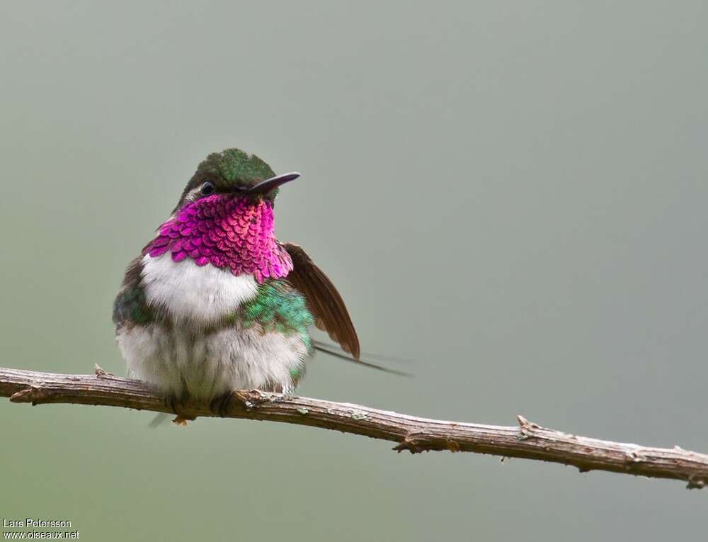 Colibri de Berlepsch mâle adulte, identification