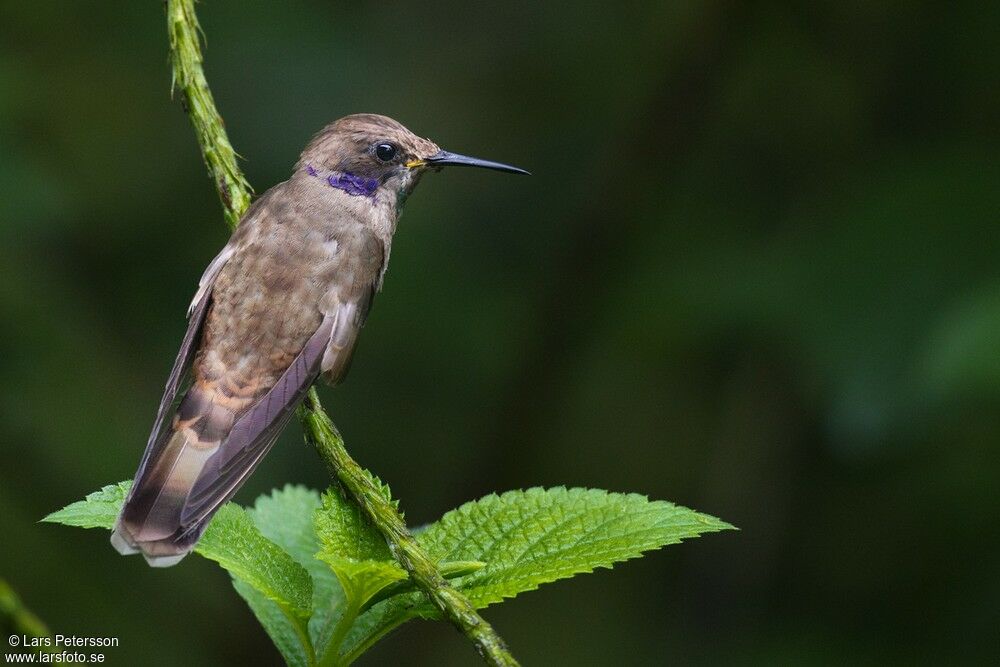 Colibri de Delphine