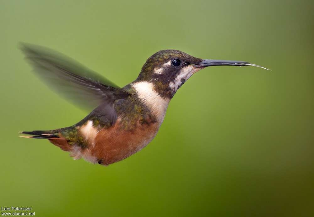 Colibri de Mitchell femelle adulte, pigmentation, Vol