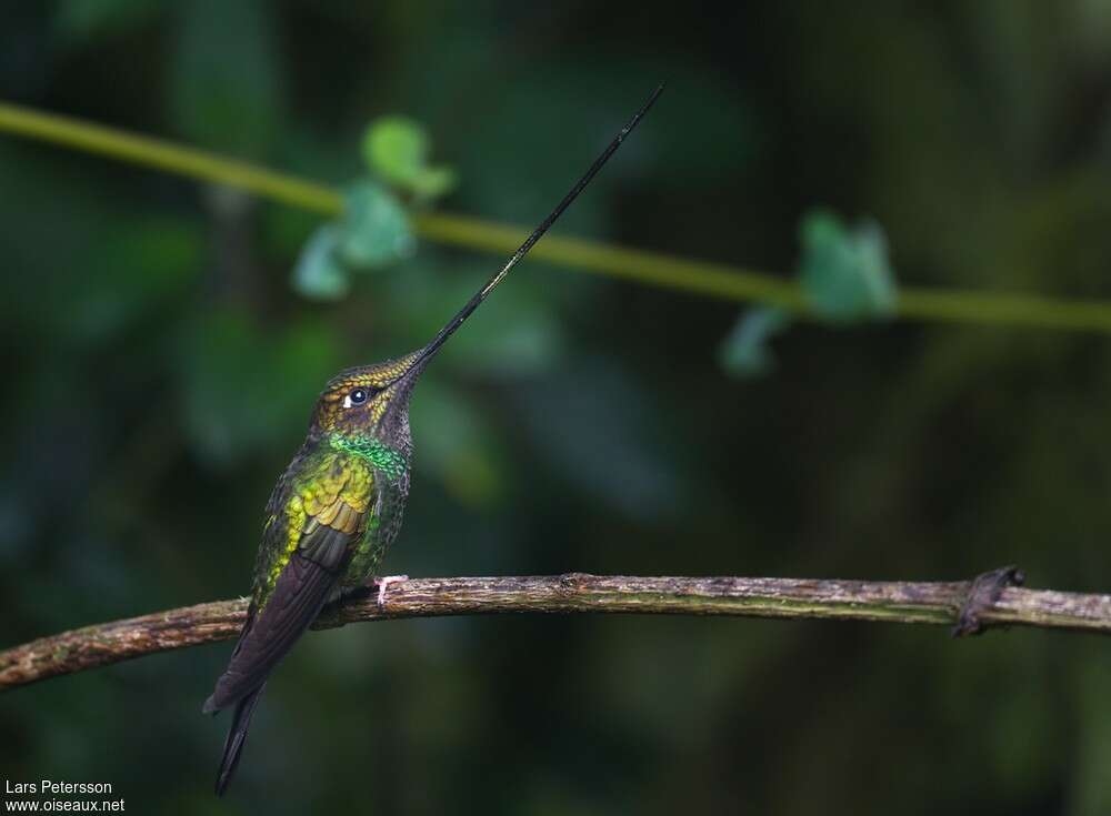 Sword-billed Hummingbird male adult, identification