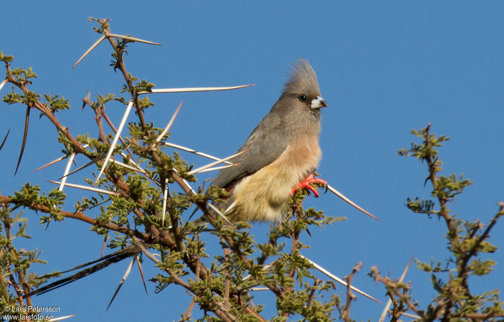 White-backed Mousebird