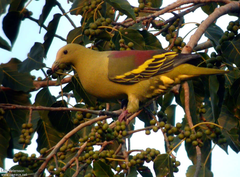 Colombar des Andaman