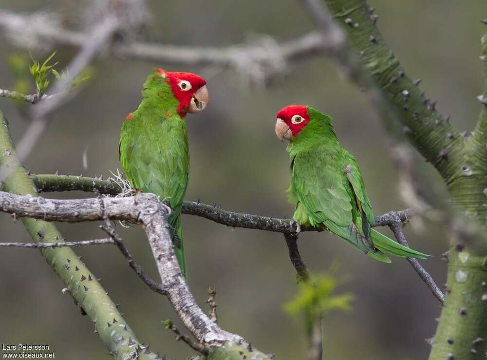 Conure à tête rougeadulte, Comportement