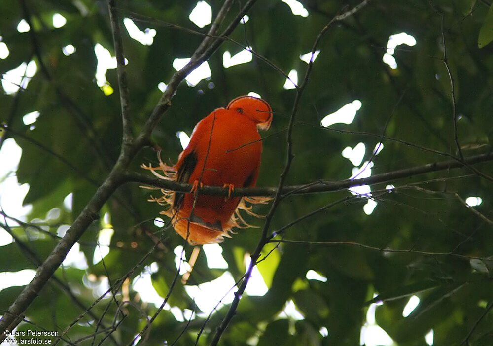 Coq-de-roche orange