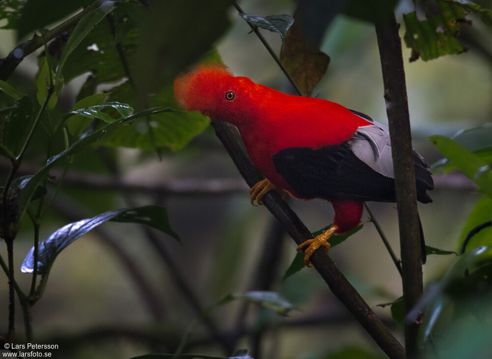 Andean Cock-of-the-rock