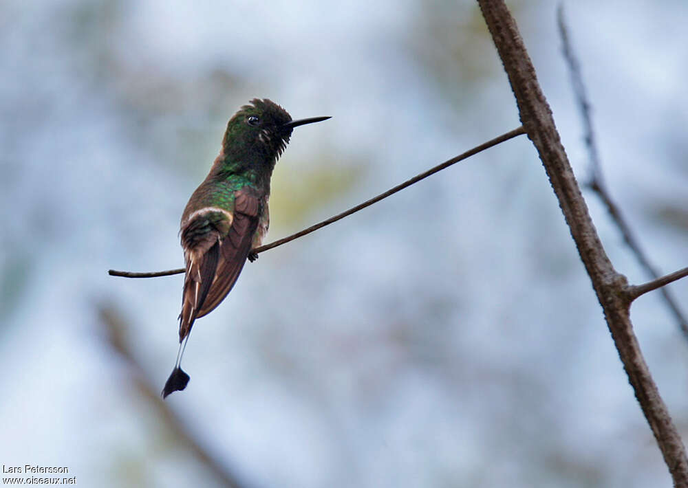 Racket-tipped Thorntail male adult breeding, identification
