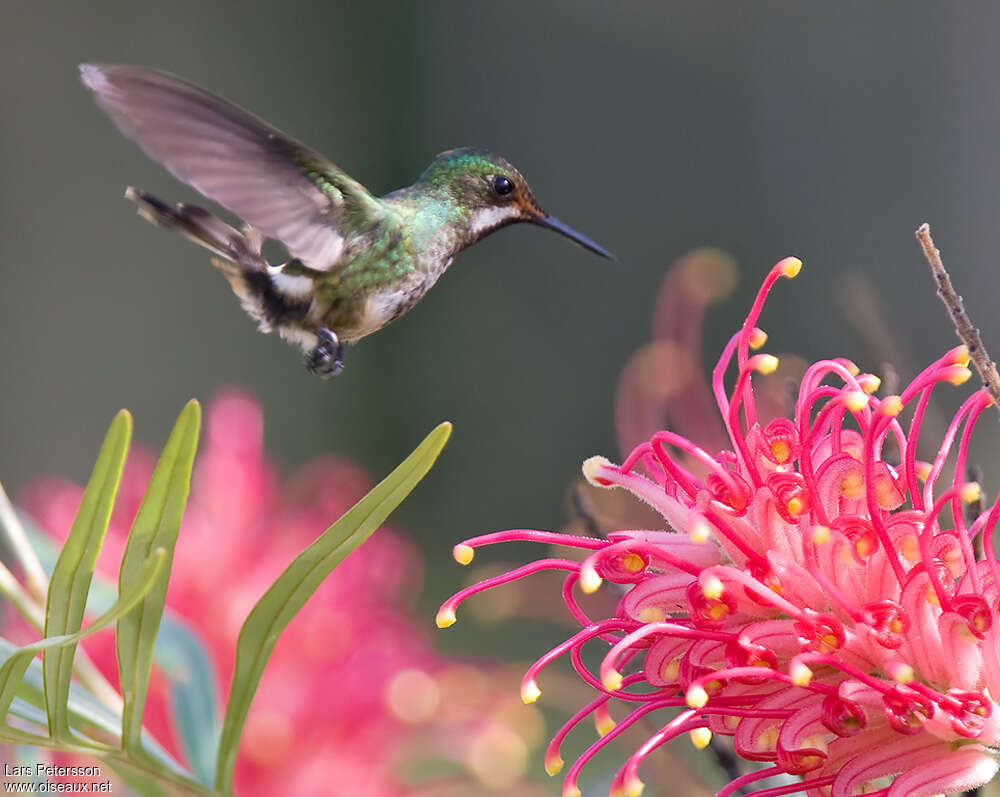Racket-tipped Thorntail female adult, pigmentation, feeding habits