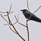 Corbeau de Torres