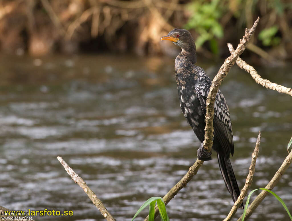 Reed Cormorantimmature, habitat, pigmentation