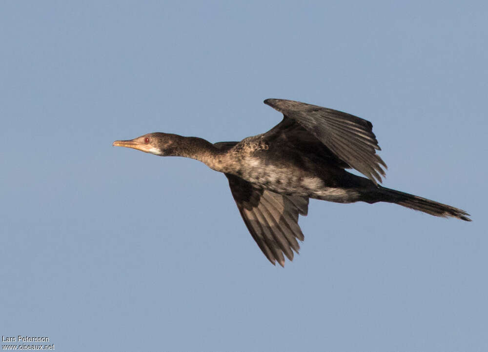 Reed Cormorantimmature, Flight