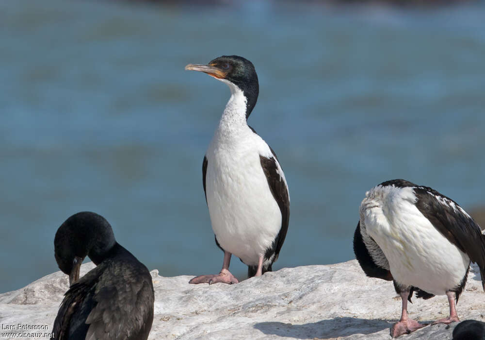 Cormoran bronzéadulte, identification