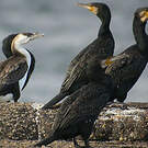 Cormoran de Tasmanie