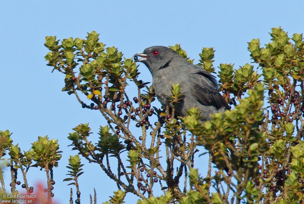 Cotinga à huppe rouge