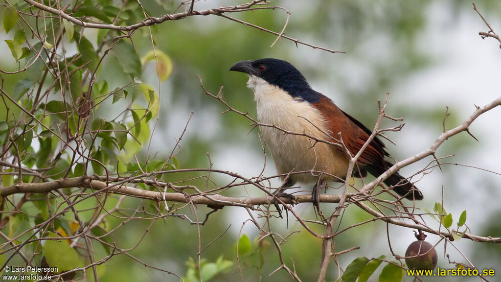 Senegal Coucal