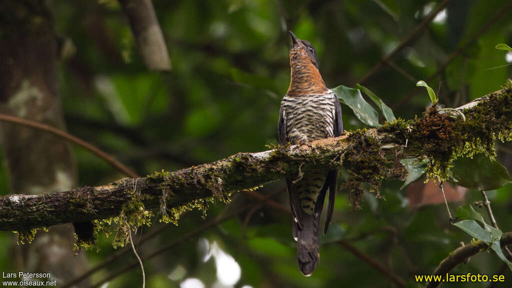 Black Cuckooadult, habitat, pigmentation, Behaviour