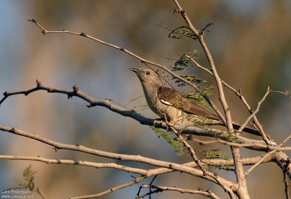 Sahul Brush Cuckooadult, Behaviour
