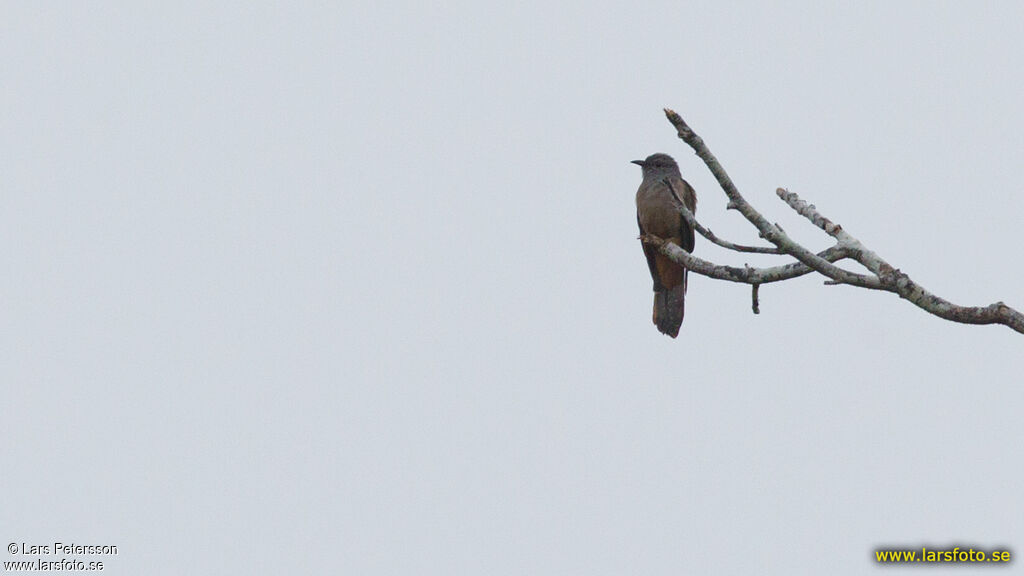 Sahul Brush Cuckoo