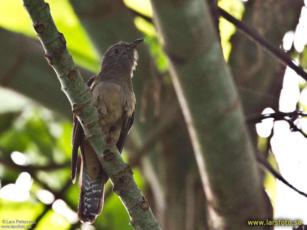 Sahul Brush Cuckoo