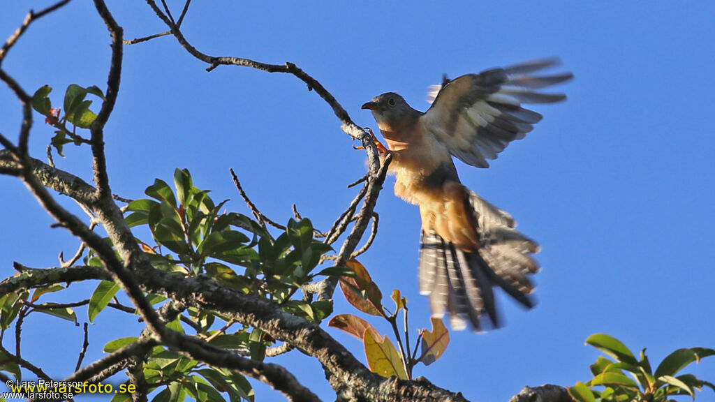 Sahul Brush Cuckoo