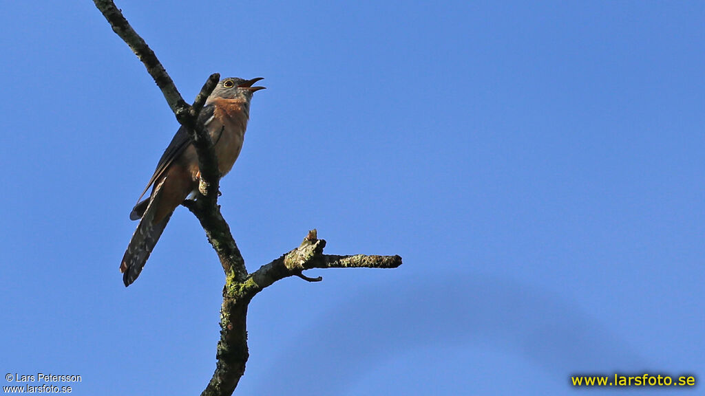 Sahul Brush Cuckoo