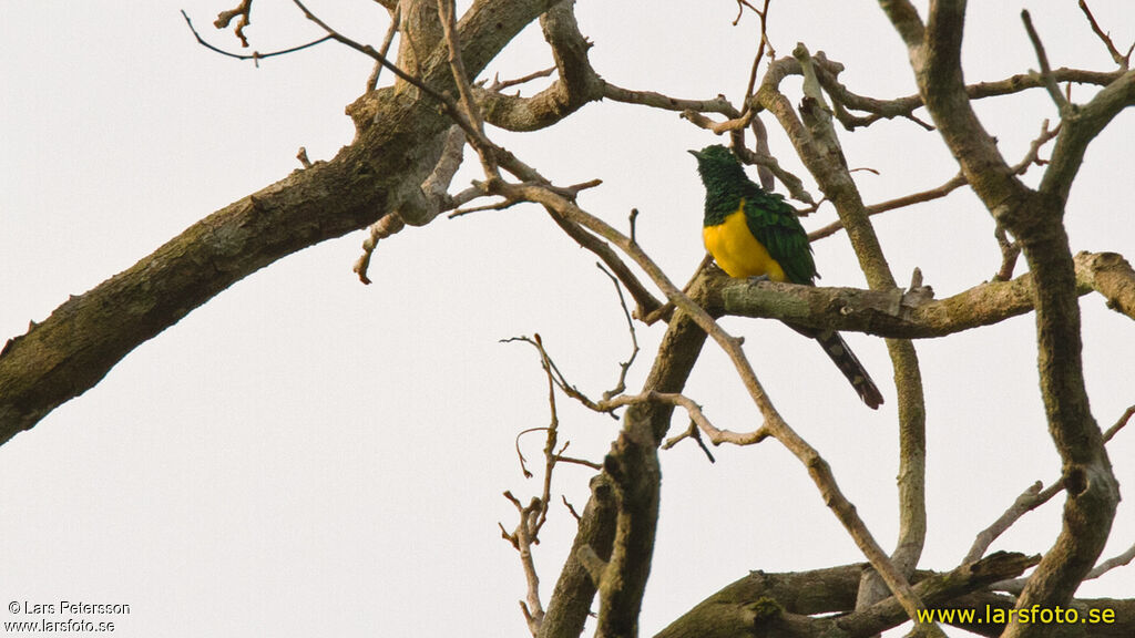 African Emerald Cuckoo
