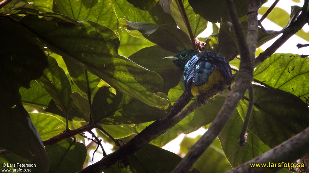 African Emerald Cuckoo