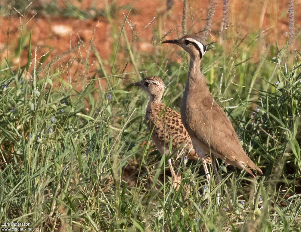 Courvite de Somalie, habitat, pigmentation, Nidification