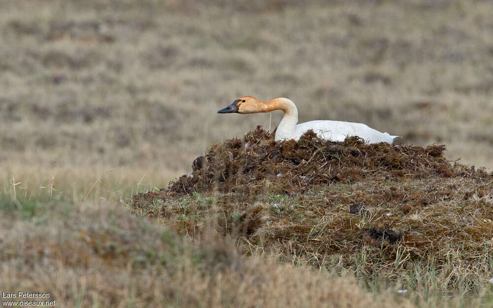 Cygne de Bewickadulte, pigmentation, Nidification