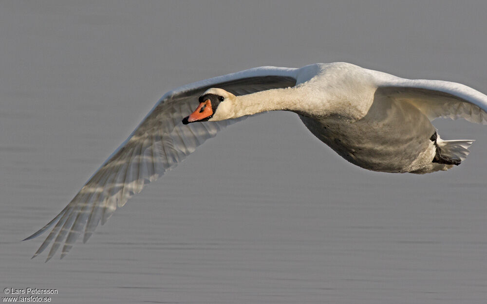 Mute Swan