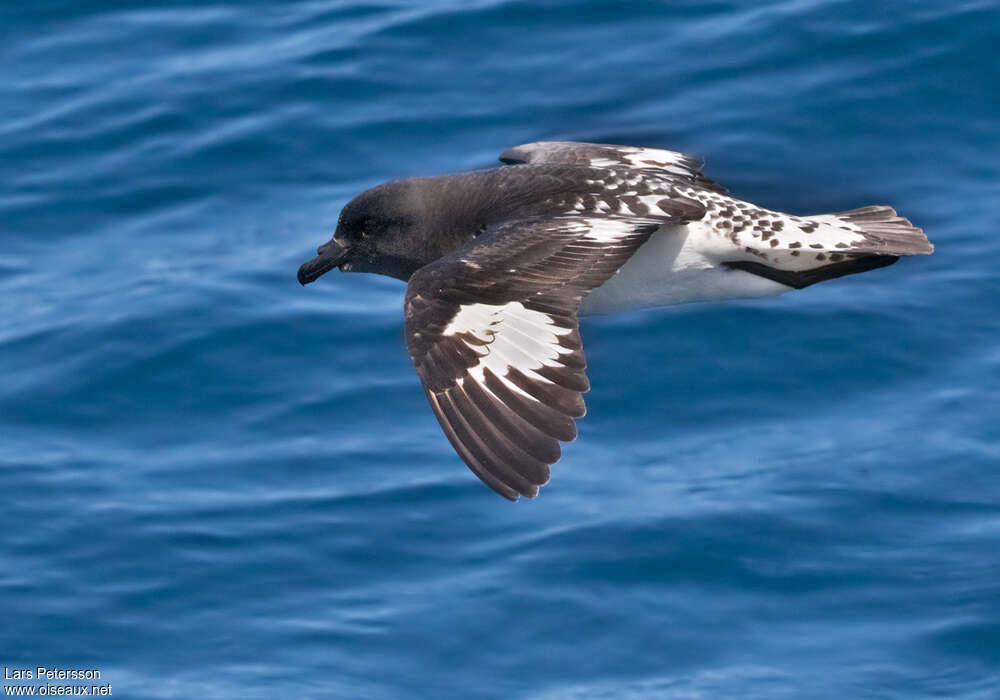 Pintado Petrel, pigmentation, Flight