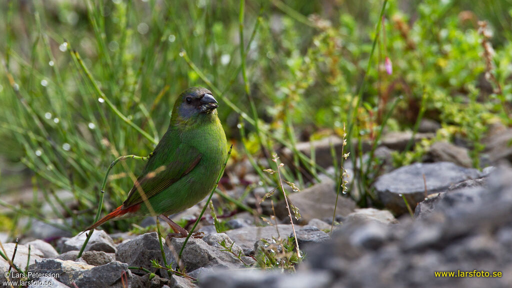 Papuan Parrotfinch