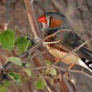 Diamant mandarin