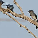 Drongo à ventre blanc