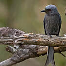 Drongo cendré