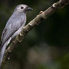 Drongo cendré