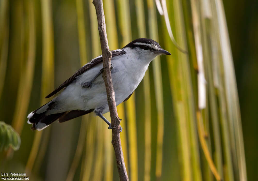 Échenilleur de Polynésie mâle adulte, habitat