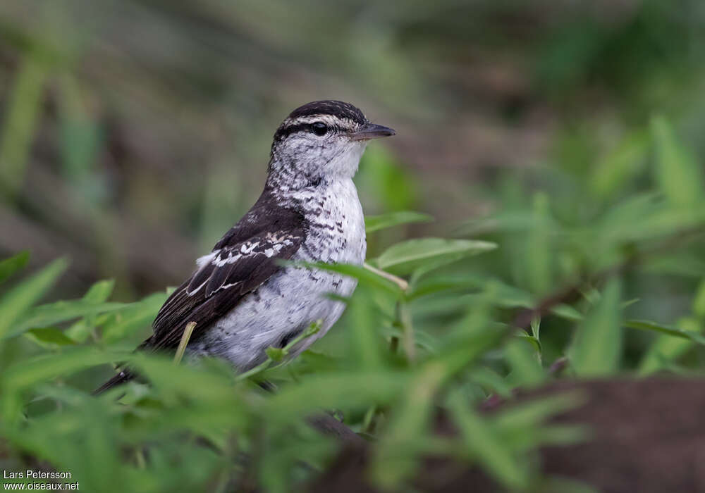 Polynesian Triller male adult, identification