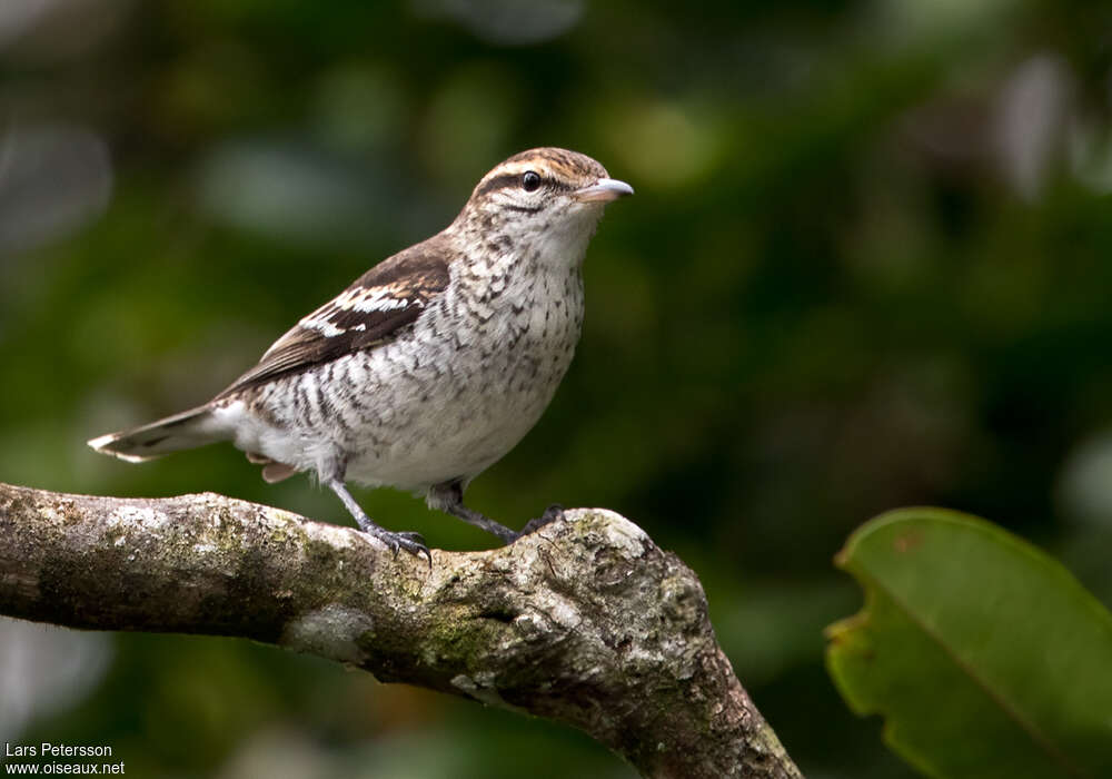 Échenilleur de Polynésie femelle adulte, identification