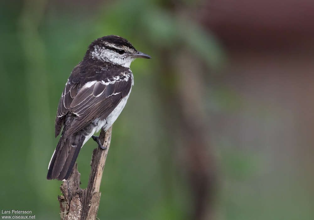 Échenilleur de Polynésie mâle adulte, identification