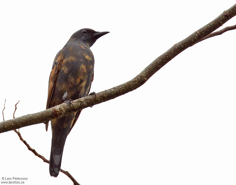 Bismarck Cicadabird
